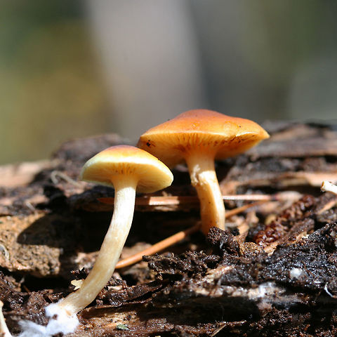 Scaly Rustgills (Gymnopilus sapineus group)? Growing on highly rotted pine (below mostly pines) in a dense mixed forest.

Any ID help is appreciated as I’m pretty unsure!
https://www.jungledragon.com/image/69197/scaly_rustgills_gymnopilus_sapineus_group.html
https://www.jungledragon.com/image/69198/scaly_rustgills_gymnopilus_sapineus_group.html
https://www.jungledragon.com/image/69199/scaly_rustgills_gymnopilus_sapineus_group.html Fall,Geotagged,Gymnopilus sapineus,Scaly Rustgill,United States,fungi,fungus,gymnopilus,mushroom,mushrooms,orange,rustgills,scaly rustgills,yellow