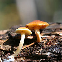 Scaly Rustgills (Gymnopilus sapineus group)? Growing on highly rotted pine (below mostly pines) in a dense mixed forest.<br />
<br />
Any ID help is appreciated as I’m pretty unsure!<br />
https://www.jungledragon.com/image/69197/scaly_rustgills_gymnopilus_sapineus_group.html<br />
https://www.jungledragon.com/image/69198/scaly_rustgills_gymnopilus_sapineus_group.html<br />
https://www.jungledragon.com/image/69199/scaly_rustgills_gymnopilus_sapineus_group.html Fall,Geotagged,Gymnopilus sapineus,Scaly Rustgill,United States,fungi,fungus,gymnopilus,mushroom,mushrooms,orange,rustgills,scaly rustgills,yellow