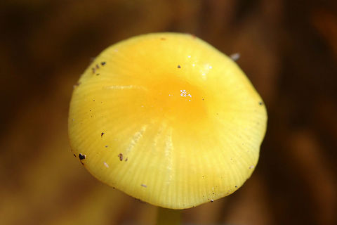 Golden Waxycap (Hygrocybe chlorophana group) Growing in leaf litter below an Eastern Red Cedar (Juniperus virginiana). Surrounded by chestnut oaks.
https://www.jungledragon.com/image/69214/golden_waxycap_hygrocybe_flavescens.html
https://www.jungledragon.com/image/69212/golden_waxycap_hygrocybe_flavescens.html
https://www.jungledragon.com/image/69213/golden_waxycap_hygrocybe_flavescens.html Fall,Geotagged,Hygrocybe chlorophana,Hygrocybe flavescens,United States,fungi,fungus,gold,hygrocybe,mushroom,mushrooms,slimy,slimy fungi,slimy fungus,slimy mushroom,slimy mushrooms,waxcap,waxcaps,waxycap,waxycaps