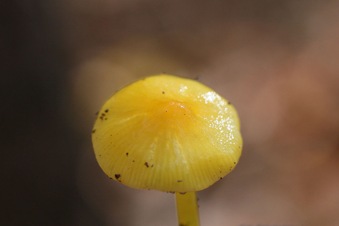 Golden Waxycap (Hygrocybe chlorophana group) Growing in leaf litter below an Eastern Red Cedar (Juniperus virginiana). Surrounded by chestnut oaks.<br />
<figure class="photo"><a href="https://www.jungledragon.com/image/69214/golden_waxycap_hygrocybe_chlorophana_group.html" title="Golden Waxycap (Hygrocybe chlorophana group)"><img src="https://s3.amazonaws.com/media.jungledragon.com/images/3231/69214_thumb.jpg?AWSAccessKeyId=05GMT0V3GWVNE7GGM1R2&Expires=1767225610&Signature=6geDmsthVW9f1fmLsnijSGrpVFA%3D" width="200" height="134" alt="Golden Waxycap (Hygrocybe chlorophana group) Growing in leaf litter below an Eastern Red Cedar (Juniperus virginiana). Surrounded by chestnut oaks.<br />
<br />
The gills are covered in springtails! <br />
<br />
https://www.jungledragon.com/image/69211/golden_waxycap_hygrocybe_flavescens.html<br />
https://www.jungledragon.com/image/69212/golden_waxycap_hygrocybe_flavescens.html<br />
https://www.jungledragon.com/image/69213/golden_waxycap_hygrocybe_flavescens.html Fall,Geotagged,Hygrocybe chlorophana,Hygrocybe flavescens,United States,fungi,fungus,gold,hygrocybe,mushroom,mushrooms,slimy,slimy fungi,slimy fungus,slimy mushroom,slimy mushrooms,waxcap,waxcaps,waxycap,waxycaps" /></a></figure><br />
<figure class="photo"><a href="https://www.jungledragon.com/image/69211/golden_waxycap_hygrocybe_chlorophana_group.html" title="Golden Waxycap (Hygrocybe chlorophana group)"><img src="https://s3.amazonaws.com/media.jungledragon.com/images/3231/69211_thumb.jpg?AWSAccessKeyId=05GMT0V3GWVNE7GGM1R2&Expires=1767225610&Signature=m9iYqOAzszUzPhTaJt6xNw1NqcU%3D" width="200" height="134" alt="Golden Waxycap (Hygrocybe chlorophana group) Growing in leaf litter below an Eastern Red Cedar (Juniperus virginiana). Surrounded by chestnut oaks.<br />
https://www.jungledragon.com/image/69214/golden_waxycap_hygrocybe_flavescens.html<br />
https://www.jungledragon.com/image/69212/golden_waxycap_hygrocybe_flavescens.html<br />
https://www.jungledragon.com/image/69213/golden_waxycap_hygrocybe_flavescens.html Fall,Geotagged,Hygrocybe chlorophana,Hygrocybe flavescens,United States,fungi,fungus,gold,hygrocybe,mushroom,mushrooms,slimy,slimy fungi,slimy fungus,slimy mushroom,slimy mushrooms,waxcap,waxcaps,waxycap,waxycaps" /></a></figure><br />
<figure class="photo"><a href="https://www.jungledragon.com/image/69213/golden_waxycap_hygrocybe_chlorophana_group.html" title="Golden Waxycap (Hygrocybe chlorophana group)"><img src="https://s3.amazonaws.com/media.jungledragon.com/images/3231/69213_thumb.jpg?AWSAccessKeyId=05GMT0V3GWVNE7GGM1R2&Expires=1767225610&Signature=Bc07KVIwnKvBxoyHkDlfthBOUhA%3D" width="200" height="134" alt="Golden Waxycap (Hygrocybe chlorophana group) Growing in leaf litter below an Eastern Red Cedar (Juniperus virginiana). Surrounded by chestnut oaks.<br />
https://www.jungledragon.com/image/69214/golden_waxycap_hygrocybe_flavescens.html<br />
https://www.jungledragon.com/image/69212/golden_waxycap_hygrocybe_flavescens.html<br />
https://www.jungledragon.com/image/69211/golden_waxycap_hygrocybe_flavescens.html Fall,Geotagged,Hygrocybe chlorophana,Hygrocybe flavescens,United States,fungi,fungus,gold,hygrocybe,mushroom,mushrooms,slimy,slimy fungi,slimy fungus,slimy mushroom,slimy mushrooms,waxcap,waxcaps,waxycap,waxycaps" /></a></figure><br />
<br />
 Fall,Geotagged,Hygrocybe chlorophana,Hygrocybe flavescens,United States,fungi,fungus,gold,hygrocybe,mushroom,mushrooms,slimy,slimy fungi,slimy fungus,slimy mushroom,slimy mushrooms,waxcap,waxcaps,waxycap,waxycaps