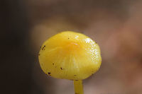 Golden Waxycap (Hygrocybe chlorophana group) Growing in leaf litter below an Eastern Red Cedar (Juniperus virginiana). Surrounded by chestnut oaks.<br />
https://www.jungledragon.com/image/69214/golden_waxycap_hygrocybe_flavescens.html<br />
https://www.jungledragon.com/image/69211/golden_waxycap_hygrocybe_flavescens.html<br />
https://www.jungledragon.com/image/69213/golden_waxycap_hygrocybe_flavescens.html<br />
<br />
 Fall,Geotagged,Hygrocybe chlorophana,Hygrocybe flavescens,United States,fungi,fungus,gold,hygrocybe,mushroom,mushrooms,slimy,slimy fungi,slimy fungus,slimy mushroom,slimy mushrooms,waxcap,waxcaps,waxycap,waxycaps