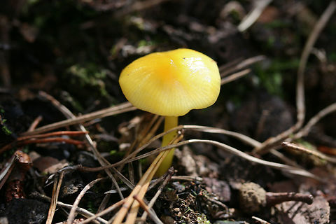 Golden Waxycap