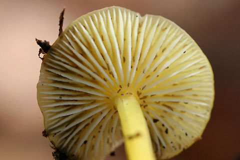 Golden Waxycap (Hygrocybe chlorophana group) Growing in leaf litter below an Eastern Red Cedar (Juniperus virginiana). Surrounded by chestnut oaks.

The gills are covered in springtails! 

https://www.jungledragon.com/image/69211/golden_waxycap_hygrocybe_flavescens.html
https://www.jungledragon.com/image/69212/golden_waxycap_hygrocybe_flavescens.html
https://www.jungledragon.com/image/69213/golden_waxycap_hygrocybe_flavescens.html Fall,Geotagged,Hygrocybe chlorophana,Hygrocybe flavescens,United States,fungi,fungus,gold,hygrocybe,mushroom,mushrooms,slimy,slimy fungi,slimy fungus,slimy mushroom,slimy mushrooms,waxcap,waxcaps,waxycap,waxycaps
