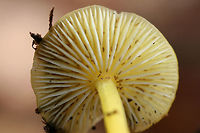 Golden Waxycap (Hygrocybe chlorophana group) Growing in leaf litter below an Eastern Red Cedar (Juniperus virginiana). Surrounded by chestnut oaks.<br />
<br />
The gills are covered in springtails! <br />
<br />
https://www.jungledragon.com/image/69211/golden_waxycap_hygrocybe_flavescens.html<br />
https://www.jungledragon.com/image/69212/golden_waxycap_hygrocybe_flavescens.html<br />
https://www.jungledragon.com/image/69213/golden_waxycap_hygrocybe_flavescens.html Fall,Geotagged,Hygrocybe chlorophana,Hygrocybe flavescens,United States,fungi,fungus,gold,hygrocybe,mushroom,mushrooms,slimy,slimy fungi,slimy fungus,slimy mushroom,slimy mushrooms,waxcap,waxcaps,waxycap,waxycaps