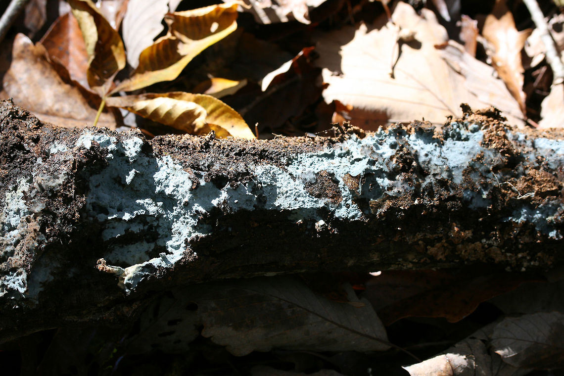 Pale Blue Crust (Byssocorticium sp.) On the underside of a log in a dense mixed forest.<br />
<figure class="photo"><a href="https://www.jungledragon.com/image/69219/pale_blue_crust_byssocorticium_sp.html" title="Pale Blue Crust (Byssocorticium sp.)"><img src="https://s3.amazonaws.com/media.jungledragon.com/images/3231/69219_thumb.jpg?AWSAccessKeyId=05GMT0V3GWVNE7GGM1R2&Expires=1767225610&Signature=xRgviEjggGFG%2Fm1TMIY3i23uOCU%3D" width="200" height="134" alt="Pale Blue Crust (Byssocorticium sp.) On the underside of a log in a dense mixed forest.<br />
https://www.jungledragon.com/image/69217/pale_blue_crust_byssocorticium_sp.html<br />
https://www.jungledragon.com/image/69218/pale_blue_crust_byssocorticium_sp.html Fall,Geotagged,United States,blue pale blue,byssocorticium,crust,crust fungi,crust fungus,fungi,fungus,georgia,sky blue" /></a></figure><br />
<figure class="photo"><a href="https://www.jungledragon.com/image/69218/pale_blue_crust_byssocorticium_sp.html" title="Pale Blue Crust (Byssocorticium sp.)"><img src="https://s3.amazonaws.com/media.jungledragon.com/images/3231/69218_thumb.jpg?AWSAccessKeyId=05GMT0V3GWVNE7GGM1R2&Expires=1767225610&Signature=ldvdVrj3R8GAXbaVb9WvAbE9D38%3D" width="200" height="134" alt="Pale Blue Crust (Byssocorticium sp.)  On the underside of a log in a dense mixed forest.<br />
https://www.jungledragon.com/image/69217/pale_blue_crust_byssocorticium_sp.html<br />
https://www.jungledragon.com/image/69219/pale_blue_crust_byssocorticium_sp.html Fall,Geotagged,United States,blue pale blue,byssocorticium,crust,crust fungi,crust fungus,fungi,fungus,georgia,sky blue" /></a></figure> Fall,Geotagged,United States,blue pale blue,byssocorticium,crust,crust fungi,crust fungus,fungi,fungus,georgia,sky blue