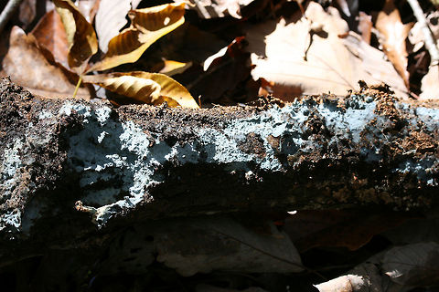 Pale Blue Crust (Byssocorticium sp.) On the underside of a log in a dense mixed forest.
https://www.jungledragon.com/image/69219/pale_blue_crust_byssocorticium_sp.html
https://www.jungledragon.com/image/69218/pale_blue_crust_byssocorticium_sp.html Fall,Geotagged,United States,blue pale blue,byssocorticium,crust,crust fungi,crust fungus,fungi,fungus,georgia,sky blue