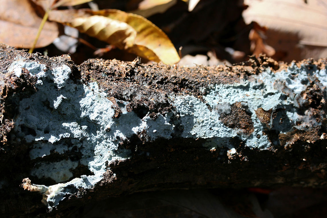 Pale Blue Crust (Byssocorticium sp.)  On the underside of a log in a dense mixed forest.<br />
<figure class="photo"><a href="https://www.jungledragon.com/image/69217/pale_blue_crust_byssocorticium_sp.html" title="Pale Blue Crust (Byssocorticium sp.)"><img src="https://s3.amazonaws.com/media.jungledragon.com/images/3231/69217_thumb.jpg?AWSAccessKeyId=05GMT0V3GWVNE7GGM1R2&Expires=1759968010&Signature=Jqb3P95%2BJdD07LANkXBaoqjEy9U%3D" width="200" height="134" alt="Pale Blue Crust (Byssocorticium sp.) On the underside of a log in a dense mixed forest.<br />
https://www.jungledragon.com/image/69219/pale_blue_crust_byssocorticium_sp.html<br />
https://www.jungledragon.com/image/69218/pale_blue_crust_byssocorticium_sp.html Fall,Geotagged,United States,blue pale blue,byssocorticium,crust,crust fungi,crust fungus,fungi,fungus,georgia,sky blue" /></a></figure><br />
<figure class="photo"><a href="https://www.jungledragon.com/image/69219/pale_blue_crust_byssocorticium_sp.html" title="Pale Blue Crust (Byssocorticium sp.)"><img src="https://s3.amazonaws.com/media.jungledragon.com/images/3231/69219_thumb.jpg?AWSAccessKeyId=05GMT0V3GWVNE7GGM1R2&Expires=1759968010&Signature=0OoB%2FY%2BUhlRiZ%2Bl067vOIm%2BxJeU%3D" width="200" height="134" alt="Pale Blue Crust (Byssocorticium sp.) On the underside of a log in a dense mixed forest.<br />
https://www.jungledragon.com/image/69217/pale_blue_crust_byssocorticium_sp.html<br />
https://www.jungledragon.com/image/69218/pale_blue_crust_byssocorticium_sp.html Fall,Geotagged,United States,blue pale blue,byssocorticium,crust,crust fungi,crust fungus,fungi,fungus,georgia,sky blue" /></a></figure> Fall,Geotagged,United States,blue pale blue,byssocorticium,crust,crust fungi,crust fungus,fungi,fungus,georgia,sky blue