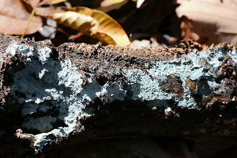 Pale Blue Crust (Byssocorticium sp.)  On the underside of a log in a dense mixed forest.
https://www.jungledragon.com/image/69217/pale_blue_crust_byssocorticium_sp.html
https://www.jungledragon.com/image/69219/pale_blue_crust_byssocorticium_sp.html Fall,Geotagged,United States,blue pale blue,byssocorticium,crust,crust fungi,crust fungus,fungi,fungus,georgia,sky blue