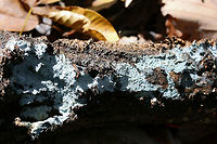 Pale Blue Crust (Byssocorticium sp.)  On the underside of a log in a dense mixed forest.<br />
https://www.jungledragon.com/image/69217/pale_blue_crust_byssocorticium_sp.html<br />
https://www.jungledragon.com/image/69219/pale_blue_crust_byssocorticium_sp.html Fall,Geotagged,United States,blue pale blue,byssocorticium,crust,crust fungi,crust fungus,fungi,fungus,georgia,sky blue
