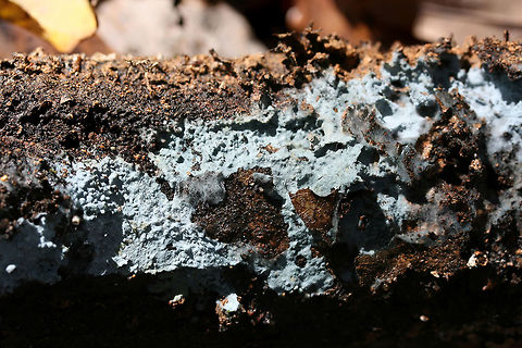 Pale Blue Crust (Byssocorticium sp.) On the underside of a log in a dense mixed forest.
https://www.jungledragon.com/image/69217/pale_blue_crust_byssocorticium_sp.html
https://www.jungledragon.com/image/69218/pale_blue_crust_byssocorticium_sp.html Fall,Geotagged,United States,blue pale blue,byssocorticium,crust,crust fungi,crust fungus,fungi,fungus,georgia,sky blue