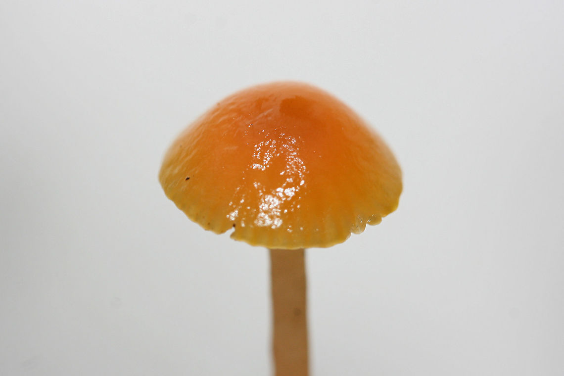 Gliophorus perplexus Solitary mushroom found growing in soil/leaflitter at a forested edge of an overgrown backyard.<br />
<br />
Both cap and stem are slimy.<br />
<figure class="photo"><a href="https://www.jungledragon.com/image/69248/gliophorus_perplexus.html" title="Gliophorus perplexus"><img src="https://s3.amazonaws.com/media.jungledragon.com/images/3231/69248_thumb.jpg?AWSAccessKeyId=05GMT0V3GWVNE7GGM1R2&Expires=1767225610&Signature=orPPWlsvs1idcnwS7u7%2BblCGfEM%3D" width="200" height="134" alt="Gliophorus perplexus Solitary mushroom found growing in soil/leaflitter at a forested edge of an overgrown backyard.<br />
<br />
Both cap and stem are slimy.<br />
https://www.jungledragon.com/image/69246/gliophorus_perplexus.html<br />
https://www.jungledragon.com/image/69247/gliophorus_perplexus.html Fall,Geotagged,Gliophorus,Gliophorus perplexus,Hygrophoraceae,United States,fungi,fungus,mushroom,mushrooms,orange fungi,orange fungus,orange mushroom,orange mushrooms,slimy,slimy fungi,slimy fungus,slimy mushroom,slimy mushrooms,waxcap" /></a></figure><br />
<figure class="photo"><a href="https://www.jungledragon.com/image/69247/gliophorus_perplexus.html" title="Gliophorus perplexus"><img src="https://s3.amazonaws.com/media.jungledragon.com/images/3231/69247_thumb.jpg?AWSAccessKeyId=05GMT0V3GWVNE7GGM1R2&Expires=1767225610&Signature=B0eB5zgbW29eOln6O3XQoa%2B7aE8%3D" width="200" height="134" alt="Gliophorus perplexus Solitary mushroom found growing in soil/leaflitter at a forested edge of an overgrown backyard.<br />
<br />
Both cap and stem are slimy.<br />
https://www.jungledragon.com/image/69248/gliophorus_perplexus.html<br />
https://www.jungledragon.com/image/69246/gliophorus_perplexus.html Fall,Geotagged,Gliophorus,Gliophorus perplexus,Hygrophoraceae,United States,fungi,fungus,mushroom,mushrooms,orange fungi,orange fungus,orange mushroom,orange mushrooms,slimy,slimy fungi,slimy fungus,slimy mushroom,slimy mushrooms,waxcap" /></a></figure> Fall,Geotagged,Gliophorus,Gliophorus perplexus,Hygrophoraceae,United States,fungi,fungus,mushroom,mushrooms,orange fungi,orange fungus,orange mushroom,orange mushrooms,slimy,slimy fungi,slimy fungus,slimy mushroom,slimy mushrooms,waxcap