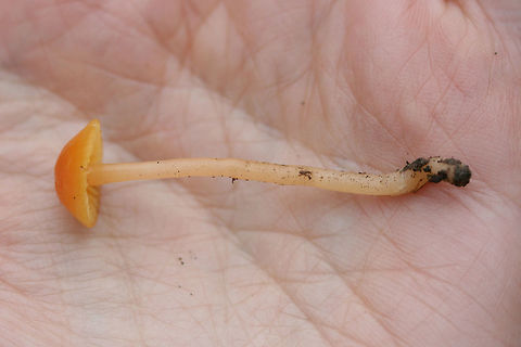 Gliophorus perplexus Solitary mushroom found growing in soil/leaflitter at a forested edge of an overgrown backyard.

Both cap and stem are slimy.
https://www.jungledragon.com/image/69248/gliophorus_perplexus.html
https://www.jungledragon.com/image/69246/gliophorus_perplexus.html Fall,Geotagged,Gliophorus,Gliophorus perplexus,Hygrophoraceae,United States,fungi,fungus,mushroom,mushrooms,orange fungi,orange fungus,orange mushroom,orange mushrooms,slimy,slimy fungi,slimy fungus,slimy mushroom,slimy mushrooms,waxcap
