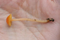 Gliophorus perplexus Solitary mushroom found growing in soil/leaflitter at a forested edge of an overgrown backyard.<br />
<br />
Both cap and stem are slimy.<br />
https://www.jungledragon.com/image/69248/gliophorus_perplexus.html<br />
https://www.jungledragon.com/image/69246/gliophorus_perplexus.html Fall,Geotagged,Gliophorus,Gliophorus perplexus,Hygrophoraceae,United States,fungi,fungus,mushroom,mushrooms,orange fungi,orange fungus,orange mushroom,orange mushrooms,slimy,slimy fungi,slimy fungus,slimy mushroom,slimy mushrooms,waxcap