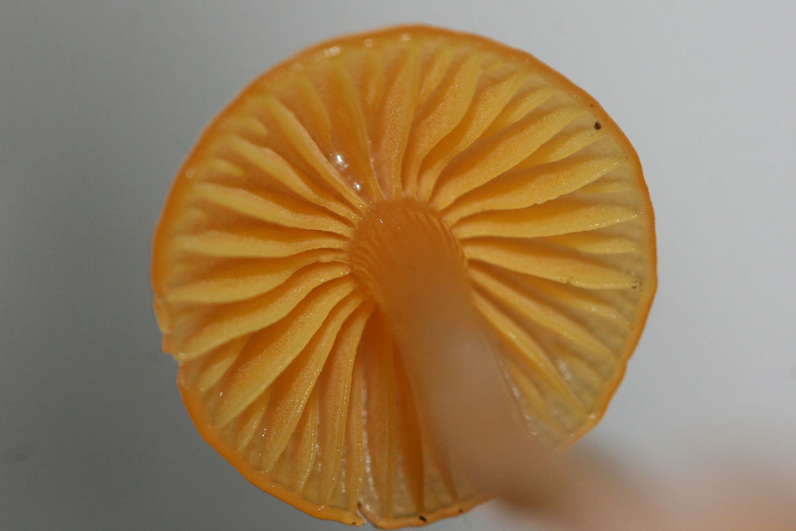 Gliophorus perplexus Solitary mushroom found growing in soil/leaflitter at a forested edge of an overgrown backyard.<br />
<br />
Both cap and stem are slimy.<br />
<figure class="photo"><a href="https://www.jungledragon.com/image/69246/gliophorus_perplexus.html" title="Gliophorus perplexus"><img src="https://s3.amazonaws.com/media.jungledragon.com/images/3231/69246_thumb.jpg?AWSAccessKeyId=05GMT0V3GWVNE7GGM1R2&Expires=1767225610&Signature=3hTT8GoztLTwGgoFooNz4ATfGw0%3D" width="200" height="134" alt="Gliophorus perplexus Solitary mushroom found growing in soil/leaflitter at a forested edge of an overgrown backyard.<br />
<br />
Both cap and stem are slimy.<br />
https://www.jungledragon.com/image/69248/gliophorus_perplexus.html<br />
https://www.jungledragon.com/image/69247/gliophorus_perplexus.html Fall,Geotagged,Gliophorus,Gliophorus perplexus,Hygrophoraceae,United States,fungi,fungus,mushroom,mushrooms,orange fungi,orange fungus,orange mushroom,orange mushrooms,slimy,slimy fungi,slimy fungus,slimy mushroom,slimy mushrooms,waxcap" /></a></figure><br />
<figure class="photo"><a href="https://www.jungledragon.com/image/69247/gliophorus_perplexus.html" title="Gliophorus perplexus"><img src="https://s3.amazonaws.com/media.jungledragon.com/images/3231/69247_thumb.jpg?AWSAccessKeyId=05GMT0V3GWVNE7GGM1R2&Expires=1767225610&Signature=B0eB5zgbW29eOln6O3XQoa%2B7aE8%3D" width="200" height="134" alt="Gliophorus perplexus Solitary mushroom found growing in soil/leaflitter at a forested edge of an overgrown backyard.<br />
<br />
Both cap and stem are slimy.<br />
https://www.jungledragon.com/image/69248/gliophorus_perplexus.html<br />
https://www.jungledragon.com/image/69246/gliophorus_perplexus.html Fall,Geotagged,Gliophorus,Gliophorus perplexus,Hygrophoraceae,United States,fungi,fungus,mushroom,mushrooms,orange fungi,orange fungus,orange mushroom,orange mushrooms,slimy,slimy fungi,slimy fungus,slimy mushroom,slimy mushrooms,waxcap" /></a></figure> Fall,Geotagged,Gliophorus,Gliophorus perplexus,Hygrophoraceae,United States,fungi,fungus,mushroom,mushrooms,orange fungi,orange fungus,orange mushroom,orange mushrooms,slimy,slimy fungi,slimy fungus,slimy mushroom,slimy mushrooms,waxcap