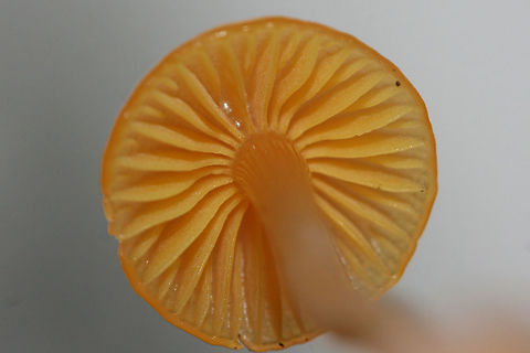Gliophorus perplexus Solitary mushroom found growing in soil/leaflitter at a forested edge of an overgrown backyard.

Both cap and stem are slimy.
https://www.jungledragon.com/image/69246/gliophorus_perplexus.html
https://www.jungledragon.com/image/69247/gliophorus_perplexus.html Fall,Geotagged,Gliophorus,Gliophorus perplexus,Hygrophoraceae,United States,fungi,fungus,mushroom,mushrooms,orange fungi,orange fungus,orange mushroom,orange mushrooms,slimy,slimy fungi,slimy fungus,slimy mushroom,slimy mushrooms,waxcap