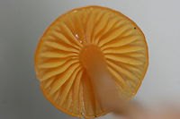 Gliophorus perplexus Solitary mushroom found growing in soil/leaflitter at a forested edge of an overgrown backyard.<br />
<br />
Both cap and stem are slimy.<br />
https://www.jungledragon.com/image/69246/gliophorus_perplexus.html<br />
https://www.jungledragon.com/image/69247/gliophorus_perplexus.html Fall,Geotagged,Gliophorus,Gliophorus perplexus,Hygrophoraceae,United States,fungi,fungus,mushroom,mushrooms,orange fungi,orange fungus,orange mushroom,orange mushrooms,slimy,slimy fungi,slimy fungus,slimy mushroom,slimy mushrooms,waxcap