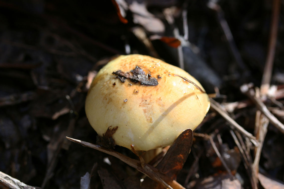 Cortinarius subgenus Phlegmacium Growing on a leaf-littered ridge in a dense mixed forest, below oaks and hickories.<br />
Cap is covered in slime. Base of stem is bulbous and quite sticky with visible red fibrils. Stem itself is pretty dry. Flavor and odor mild/indistinct.<br />
<figure class="photo"><a href="https://www.jungledragon.com/image/69252/cortinarius_subgenus_phlegmacium.html" title="Cortinarius subgenus Phlegmacium"><img src="https://s3.amazonaws.com/media.jungledragon.com/images/3231/69252_thumb.jpg?AWSAccessKeyId=05GMT0V3GWVNE7GGM1R2&Expires=1759968010&Signature=JXMy3iGIk4yRHMANYn2WLXBGHV0%3D" width="200" height="134" alt="Cortinarius subgenus Phlegmacium Growing on a leaf-littered ridge in a dense mixed forest, below oaks and hickories.<br />
Cap is covered in slime. Base of stem is bulbous and quite sticky with visible red fibrils. Stem itself is pretty dry. Flavor and odor mild/indistinct.<br />
https://www.jungledragon.com/image/69249/cortinarius_sp.html<br />
https://www.jungledragon.com/image/69251/cortinarius_sp.html<br />
https://www.jungledragon.com/image/69250/cortinarius_sp.html Cortinarius,Cortinarius subgenus Phlegmacium,Fall,Geotagged,United States,buff,fungi,fungus,gold,mushroom,mushrooms,slimy fungi,slimy fungus,slimy mushroom,slimy mushrooms,yellow" /></a></figure><br />
<figure class="photo"><a href="https://www.jungledragon.com/image/69251/cortinarius_subgenus_phlegmacium.html" title="Cortinarius subgenus Phlegmacium"><img src="https://s3.amazonaws.com/media.jungledragon.com/images/3231/69251_thumb.jpg?AWSAccessKeyId=05GMT0V3GWVNE7GGM1R2&Expires=1759968010&Signature=7M94sPwDsstzNJWEWBoyVlVFAqQ%3D" width="200" height="134" alt="Cortinarius subgenus Phlegmacium Growing on a leaf-littered ridge in a dense mixed forest, below oaks and hickories.<br />
Cap is covered in slime. Base of stem is bulbous and quite sticky with visible red fibrils. Stem itself is pretty dry. Flavor and odor mild/indistinct.<br />
https://www.jungledragon.com/image/69249/cortinarius_sp.html<br />
https://www.jungledragon.com/image/69252/cortinarius_sp.html<br />
https://www.jungledragon.com/image/69250/cortinarius_sp.html Cortinarius,Cortinarius subgenus Phlegmacium,Fall,Geotagged,United States,buff,fungi,fungus,gold,mushroom,mushrooms,slimy fungi,slimy fungus,slimy mushroom,slimy mushrooms,yellow" /></a></figure><br />
<figure class="photo"><a href="https://www.jungledragon.com/image/69250/cortinarius_subgenus_phlegmacium.html" title="Cortinarius subgenus Phlegmacium"><img src="https://s3.amazonaws.com/media.jungledragon.com/images/3231/69250_thumb.jpg?AWSAccessKeyId=05GMT0V3GWVNE7GGM1R2&Expires=1759968010&Signature=J9%2Fpy4bpJmSpEha55QlhiceoUqY%3D" width="200" height="134" alt="Cortinarius subgenus Phlegmacium Growing on a leaf-littered ridge in a dense mixed forest, below oaks and hickories.<br />
Cap is covered in slime. Base of stem is bulbous and quite sticky with visible red fibrils. Stem itself is pretty dry. Flavor and odor mild/indistinct.<br />
https://www.jungledragon.com/image/69249/cortinarius_sp.html<br />
https://www.jungledragon.com/image/69251/cortinarius_sp.html<br />
https://www.jungledragon.com/image/69252/cortinarius_sp.html Cortinarius,Cortinarius subgenus Phlegmacium,Fall,Geotagged,United States,buff,fungi,fungus,gold,mushroom,mushrooms,slimy fungi,slimy fungus,slimy mushroom,slimy mushrooms,yellow" /></a></figure> Cortinarius,Cortinarius subgenus Phlegmacium,Fall,Geotagged,United States,buff,fungi,fungus,gold,mushroom,mushrooms,slimy fungi,slimy fungus,slimy mushroom,slimy mushrooms,yellow