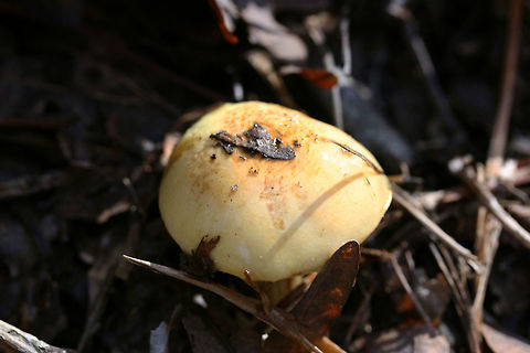 Cortinarius subgenus Phlegmacium Growing on a leaf-littered ridge in a dense mixed forest, below oaks and hickories.
Cap is covered in slime. Base of stem is bulbous and quite sticky with visible red fibrils. Stem itself is pretty dry. Flavor and odor mild/indistinct.
https://www.jungledragon.com/image/69252/cortinarius_sp.html
https://www.jungledragon.com/image/69251/cortinarius_sp.html
https://www.jungledragon.com/image/69250/cortinarius_sp.html Cortinarius,Cortinarius subgenus Phlegmacium,Fall,Geotagged,United States,buff,fungi,fungus,gold,mushroom,mushrooms,slimy fungi,slimy fungus,slimy mushroom,slimy mushrooms,yellow