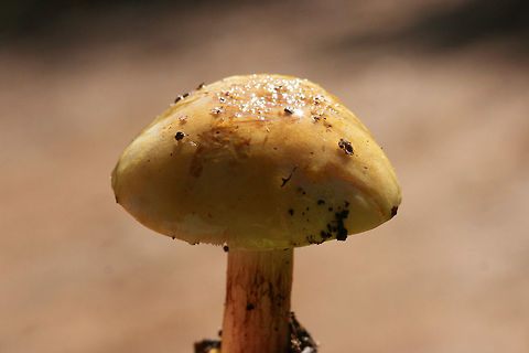 Cortinarius subgenus Phlegmacium Growing on a leaf-littered ridge in a dense mixed forest, below oaks and hickories.
Cap is covered in slime. Base of stem is bulbous and quite sticky with visible red fibrils. Stem itself is pretty dry. Flavor and odor mild/indistinct.
https://www.jungledragon.com/image/69249/cortinarius_sp.html
https://www.jungledragon.com/image/69251/cortinarius_sp.html
https://www.jungledragon.com/image/69252/cortinarius_sp.html Cortinarius,Cortinarius subgenus Phlegmacium,Fall,Geotagged,United States,buff,fungi,fungus,gold,mushroom,mushrooms,slimy fungi,slimy fungus,slimy mushroom,slimy mushrooms,yellow