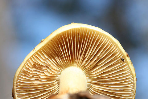 Cortinarius subgenus Phlegmacium Growing on a leaf-littered ridge in a dense mixed forest, below oaks and hickories.
Cap is covered in slime. Base of stem is bulbous and quite sticky with visible red fibrils. Stem itself is pretty dry. Flavor and odor mild/indistinct.
https://www.jungledragon.com/image/69249/cortinarius_sp.html
https://www.jungledragon.com/image/69252/cortinarius_sp.html
https://www.jungledragon.com/image/69250/cortinarius_sp.html Cortinarius,Cortinarius subgenus Phlegmacium,Fall,Geotagged,United States,buff,fungi,fungus,gold,mushroom,mushrooms,slimy fungi,slimy fungus,slimy mushroom,slimy mushrooms,yellow