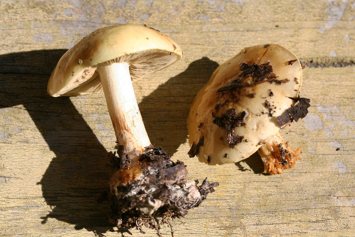Cortinarius subgenus Phlegmacium Growing on a leaf-littered ridge in a dense mixed forest, below oaks and hickories.<br />
Cap is covered in slime. Base of stem is bulbous and quite sticky with visible red fibrils. Stem itself is pretty dry. Flavor and odor mild/indistinct.<br />
<figure class="photo"><a href="https://www.jungledragon.com/image/69249/cortinarius_subgenus_phlegmacium.html" title="Cortinarius subgenus Phlegmacium"><img src="https://s3.amazonaws.com/media.jungledragon.com/images/3231/69249_thumb.jpg?AWSAccessKeyId=05GMT0V3GWVNE7GGM1R2&Expires=1759968010&Signature=E0nFa1vLwpiup9Qx5ZbOJnaUNSc%3D" width="200" height="134" alt="Cortinarius subgenus Phlegmacium Growing on a leaf-littered ridge in a dense mixed forest, below oaks and hickories.<br />
Cap is covered in slime. Base of stem is bulbous and quite sticky with visible red fibrils. Stem itself is pretty dry. Flavor and odor mild/indistinct.<br />
https://www.jungledragon.com/image/69252/cortinarius_sp.html<br />
https://www.jungledragon.com/image/69251/cortinarius_sp.html<br />
https://www.jungledragon.com/image/69250/cortinarius_sp.html Cortinarius,Cortinarius subgenus Phlegmacium,Fall,Geotagged,United States,buff,fungi,fungus,gold,mushroom,mushrooms,slimy fungi,slimy fungus,slimy mushroom,slimy mushrooms,yellow" /></a></figure><br />
<figure class="photo"><a href="https://www.jungledragon.com/image/69251/cortinarius_subgenus_phlegmacium.html" title="Cortinarius subgenus Phlegmacium"><img src="https://s3.amazonaws.com/media.jungledragon.com/images/3231/69251_thumb.jpg?AWSAccessKeyId=05GMT0V3GWVNE7GGM1R2&Expires=1759968010&Signature=7M94sPwDsstzNJWEWBoyVlVFAqQ%3D" width="200" height="134" alt="Cortinarius subgenus Phlegmacium Growing on a leaf-littered ridge in a dense mixed forest, below oaks and hickories.<br />
Cap is covered in slime. Base of stem is bulbous and quite sticky with visible red fibrils. Stem itself is pretty dry. Flavor and odor mild/indistinct.<br />
https://www.jungledragon.com/image/69249/cortinarius_sp.html<br />
https://www.jungledragon.com/image/69252/cortinarius_sp.html<br />
https://www.jungledragon.com/image/69250/cortinarius_sp.html Cortinarius,Cortinarius subgenus Phlegmacium,Fall,Geotagged,United States,buff,fungi,fungus,gold,mushroom,mushrooms,slimy fungi,slimy fungus,slimy mushroom,slimy mushrooms,yellow" /></a></figure><br />
<figure class="photo"><a href="https://www.jungledragon.com/image/69250/cortinarius_subgenus_phlegmacium.html" title="Cortinarius subgenus Phlegmacium"><img src="https://s3.amazonaws.com/media.jungledragon.com/images/3231/69250_thumb.jpg?AWSAccessKeyId=05GMT0V3GWVNE7GGM1R2&Expires=1759968010&Signature=J9%2Fpy4bpJmSpEha55QlhiceoUqY%3D" width="200" height="134" alt="Cortinarius subgenus Phlegmacium Growing on a leaf-littered ridge in a dense mixed forest, below oaks and hickories.<br />
Cap is covered in slime. Base of stem is bulbous and quite sticky with visible red fibrils. Stem itself is pretty dry. Flavor and odor mild/indistinct.<br />
https://www.jungledragon.com/image/69249/cortinarius_sp.html<br />
https://www.jungledragon.com/image/69251/cortinarius_sp.html<br />
https://www.jungledragon.com/image/69252/cortinarius_sp.html Cortinarius,Cortinarius subgenus Phlegmacium,Fall,Geotagged,United States,buff,fungi,fungus,gold,mushroom,mushrooms,slimy fungi,slimy fungus,slimy mushroom,slimy mushrooms,yellow" /></a></figure> Cortinarius,Cortinarius subgenus Phlegmacium,Fall,Geotagged,United States,buff,fungi,fungus,gold,mushroom,mushrooms,slimy fungi,slimy fungus,slimy mushroom,slimy mushrooms,yellow