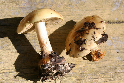 Cortinarius subgenus Phlegmacium Growing on a leaf-littered ridge in a dense mixed forest, below oaks and hickories.
Cap is covered in slime. Base of stem is bulbous and quite sticky with visible red fibrils. Stem itself is pretty dry. Flavor and odor mild/indistinct.
https://www.jungledragon.com/image/69249/cortinarius_sp.html
https://www.jungledragon.com/image/69251/cortinarius_sp.html
https://www.jungledragon.com/image/69250/cortinarius_sp.html Cortinarius,Cortinarius subgenus Phlegmacium,Fall,Geotagged,United States,buff,fungi,fungus,gold,mushroom,mushrooms,slimy fungi,slimy fungus,slimy mushroom,slimy mushrooms,yellow