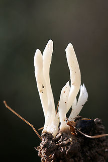 Fairy Fingers (Clavaria fragilis) Growing in moist soil (pushing up from leaf litter) at a forested edge of an overgrown backyard habitat (transition from grass to more leaf-litter). Most specimens were unbranched (the occasional had one branch) and clustered.

*Note: There is also a tiny mushroom photobomber in some of the shots.
https://www.jungledragon.com/image/69309/fairy_fingers_clavaria_fragilis.html Clavaria fragilis,Clavaria vermicularis,Clavariaceae,Fairy fingers,Fall,Geotagged,United States,clavaria,coral,coral fungus,fairy,fairy fungus,monochrome,natural,white,white fungus,white worm coral