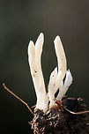 Fairy Fingers (Clavaria fragilis) Growing in moist soil (pushing up from leaf litter) at a forested edge of an overgrown backyard habitat (transition from grass to more leaf-litter). Most specimens were unbranched (the occasional had one branch) and clustered.<br />
<br />
*Note: There is also a tiny mushroom photobomber in some of the shots.<br />
https://www.jungledragon.com/image/69309/fairy_fingers_clavaria_fragilis.html Clavaria fragilis,Clavaria vermicularis,Clavariaceae,Fairy fingers,Fall,Geotagged,United States,clavaria,coral,coral fungus,fairy,fairy fungus,monochrome,natural,white,white fungus,white worm coral