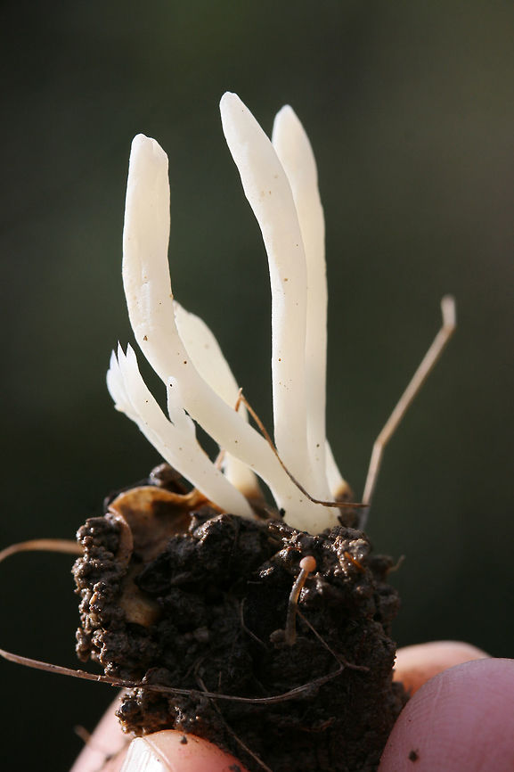 Fairy Fingers (Clavaria fragilis) Growing in moist soil (pushing up from leaf litter) at a forested edge of an overgrown backyard habitat (transition from grass to more leaf-litter). Most specimens were unbranched (the occasional had one branch) and clustered.<br />
<br />
*Note: There is also a tiny mushroom photobomber in some of the shots.<br />
<figure class="photo"><a href="https://www.jungledragon.com/image/69308/fairy_fingers_clavaria_fragilis.html" title="Fairy Fingers (Clavaria fragilis)"><img src="https://s3.amazonaws.com/media.jungledragon.com/images/3231/69308_thumb.jpg?AWSAccessKeyId=05GMT0V3GWVNE7GGM1R2&Expires=1769040010&Signature=FVAbepSO%2FEaNe%2FwcIRel6ooEfq0%3D" width="102" height="152" alt="Fairy Fingers (Clavaria fragilis) Growing in moist soil (pushing up from leaf litter) at a forested edge of an overgrown backyard habitat (transition from grass to more leaf-litter). Most specimens were unbranched (the occasional had one branch) and clustered.<br />
<br />
*Note: There is also a tiny mushroom photobomber in some of the shots.<br />
https://www.jungledragon.com/image/69309/fairy_fingers_clavaria_fragilis.html Clavaria fragilis,Clavaria vermicularis,Clavariaceae,Fairy fingers,Fall,Geotagged,United States,clavaria,coral,coral fungus,fairy,fairy fungus,monochrome,natural,white,white fungus,white worm coral" /></a></figure> Clavaria fragilis,Clavaria vermicularis,Clavariaceae,Fairy fingers,Fall,Geotagged,United States,clavaria,coral,coral fungus,fairy,fairy fungus,monochrome,natural,white,white fungus,white worm coral