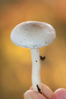 Hygrophorus occidentalis? ID tentative.

Growing beneath oaks/hickories on a ridge side in a dense forest (no conifers nearby).

Cap is pale brown (cream undertones) with a darker center. Both cap and stem are slimy. Stipe has some yellowish staining near the base. Flavor and odor are indistinct. Tastes like water! Fall,Geotagged,Hygrophorus occidentalis,United States