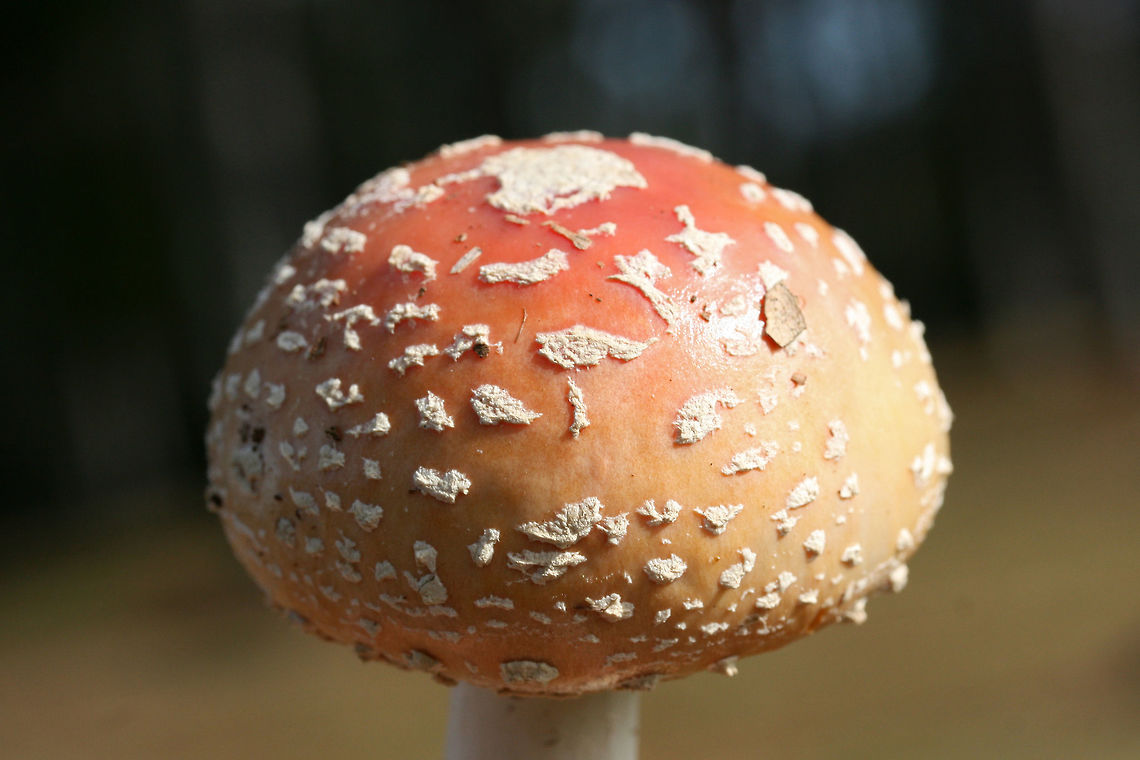 Peach-Colored Fly Agaric (Amanita persicina) Growing under Loblolly Pines (Pinus taeda) in a public park.<br />
<figure class="photo"><a href="https://www.jungledragon.com/image/69473/peach-colored_fly_agaric_amanita_persicina.html" title="Peach-Colored Fly Agaric (Amanita persicina)"><img src="https://s3.amazonaws.com/media.jungledragon.com/images/3231/69473_thumb.jpg?AWSAccessKeyId=05GMT0V3GWVNE7GGM1R2&Expires=1759968010&Signature=ZpRR%2BDhHpUP6u%2BYGZWQiv0vkBiI%3D" width="200" height="134" alt="Peach-Colored Fly Agaric (Amanita persicina) Growing under Loblolly Pines (Pinus taeda) in a public park.<br />
https://www.jungledragon.com/image/69470/peach-colored_fly_agaric_amanita_persicina.html<br />
https://www.jungledragon.com/image/69472/peach-colored_fly_agaric_amanita_persicina.html<br />
Frostbitten, waterlogged specimen:<br />
https://www.jungledragon.com/image/69471/peach-colored_fly_agaric_amanita_persicina_-_frostbitten_waterlogged_specimen.html<br />
<br />
 Amanita persicina,Fall,Geotagged,Peach-Colored Fly Agaric,United States,amanita,fungi,fungus,mushroom,mushrooms,peach,pink,red" /></a></figure><br />
<figure class="photo"><a href="https://www.jungledragon.com/image/69472/peach-colored_fly_agaric_amanita_persicina.html" title="Peach-Colored Fly Agaric (Amanita persicina)"><img src="https://s3.amazonaws.com/media.jungledragon.com/images/3231/69472_thumb.jpg?AWSAccessKeyId=05GMT0V3GWVNE7GGM1R2&Expires=1759968010&Signature=Ve4mOGwQXsRo6hrzEIW3w841SrE%3D" width="200" height="134" alt="Peach-Colored Fly Agaric (Amanita persicina) Growing under Loblolly Pines (Pinus taeda) in a public park.<br />
https://www.jungledragon.com/image/69470/peach-colored_fly_agaric_amanita_persicina.html<br />
https://www.jungledragon.com/image/69473/peach-colored_fly_agaric_amanita_persicina.html<br />
Frostbitten, waterlogged specimen:<br />
https://www.jungledragon.com/image/69471/peach-colored_fly_agaric_amanita_persicina_-_frostbitten_waterlogged_specimen.html<br />
 Amanita persicina,Fall,Geotagged,Peach-Colored Fly Agaric,United States,amanita,fungi,fungus,mushroom,mushrooms,peach,pink,red" /></a></figure><br />
Frostbitten, waterlogged specimen:<br />
<figure class="photo"><a href="https://www.jungledragon.com/image/69471/peach-colored_fly_agaric_amanita_persicina_-_frostbitten_waterlogged_specimen.html" title="Peach-Colored Fly Agaric (Amanita persicina) - Frostbitten, Waterlogged Specimen"><img src="https://s3.amazonaws.com/media.jungledragon.com/images/3231/69471_thumb.jpg?AWSAccessKeyId=05GMT0V3GWVNE7GGM1R2&Expires=1759968010&Signature=5RAkGWFtLMaz7nXFU4lsSGLeFRQ%3D" width="200" height="134" alt="Peach-Colored Fly Agaric (Amanita persicina) - Frostbitten, Waterlogged Specimen Growing under Loblolly Pines (Pinus taeda) in a public park.<br />
https://www.jungledragon.com/image/69473/peach-colored_fly_agaric_amanita_persicina.html<br />
https://www.jungledragon.com/image/69472/peach-colored_fly_agaric_amanita_persicina.html<br />
https://www.jungledragon.com/image/69470/peach-colored_fly_agaric_amanita_persicina.html Amanita persicina,Fall,Geotagged,Peach-Colored Fly Agaric,United States,amanita,fungi,fungus,mushroom,mushrooms,peach,pink,red" /></a></figure><br />
<br />
 Amanita persicina,Fall,Geotagged,Peach-Colored Fly Agaric,United States,amanita,fungi,fungus,mushroom,mushrooms,peach,pink,red