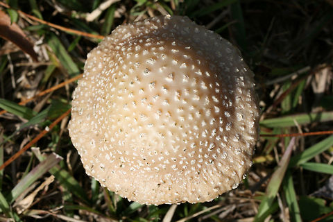 Peach-Colored Fly Agaric (Amanita persicina) - Frostbitten, Waterlogged Specimen Growing under Loblolly Pines (Pinus taeda) in a public park.
https://www.jungledragon.com/image/69473/peach-colored_fly_agaric_amanita_persicina.html
https://www.jungledragon.com/image/69472/peach-colored_fly_agaric_amanita_persicina.html
https://www.jungledragon.com/image/69470/peach-colored_fly_agaric_amanita_persicina.html Amanita persicina,Fall,Geotagged,Peach-Colored Fly Agaric,United States,amanita,fungi,fungus,mushroom,mushrooms,peach,pink,red