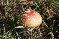 Peach-Colored Fly Agaric (Amanita persicina) Growing under Loblolly Pines (Pinus taeda) in a public park.<br />
https://www.jungledragon.com/image/69470/peach-colored_fly_agaric_amanita_persicina.html<br />
https://www.jungledragon.com/image/69473/peach-colored_fly_agaric_amanita_persicina.html<br />
Frostbitten, waterlogged specimen:<br />
https://www.jungledragon.com/image/69471/peach-colored_fly_agaric_amanita_persicina_-_frostbitten_waterlogged_specimen.html<br />
Amanita persicina,Fall,Geotagged,Peach-Colored Fly Agaric,United States,amanita,fungi,fungus,mushroom,mushrooms,peach,pink,red