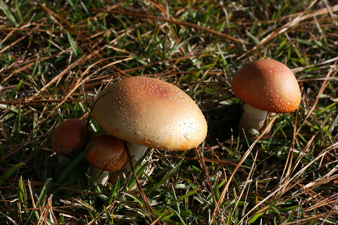 Peach-Colored Fly Agaric (Amanita persicina) Growing under Loblolly Pines (Pinus taeda) in a public park.<br />
<figure class="photo"><a href="https://www.jungledragon.com/image/69470/peach-colored_fly_agaric_amanita_persicina.html" title="Peach-Colored Fly Agaric (Amanita persicina)"><img src="https://s3.amazonaws.com/media.jungledragon.com/images/3231/69470_thumb.jpg?AWSAccessKeyId=05GMT0V3GWVNE7GGM1R2&Expires=1759968010&Signature=kt7HdLZOOeRmlI4Fkc7%2FZoX4p0s%3D" width="200" height="134" alt="Peach-Colored Fly Agaric (Amanita persicina) Growing under Loblolly Pines (Pinus taeda) in a public park.<br />
https://www.jungledragon.com/image/69473/peach-colored_fly_agaric_amanita_persicina.html<br />
https://www.jungledragon.com/image/69472/peach-colored_fly_agaric_amanita_persicina.html<br />
Frostbitten, waterlogged specimen:<br />
https://www.jungledragon.com/image/69471/peach-colored_fly_agaric_amanita_persicina_-_frostbitten_waterlogged_specimen.html<br />
<br />
 Amanita persicina,Fall,Geotagged,Peach-Colored Fly Agaric,United States,amanita,fungi,fungus,mushroom,mushrooms,peach,pink,red" /></a></figure><br />
<figure class="photo"><a href="https://www.jungledragon.com/image/69472/peach-colored_fly_agaric_amanita_persicina.html" title="Peach-Colored Fly Agaric (Amanita persicina)"><img src="https://s3.amazonaws.com/media.jungledragon.com/images/3231/69472_thumb.jpg?AWSAccessKeyId=05GMT0V3GWVNE7GGM1R2&Expires=1759968010&Signature=Ve4mOGwQXsRo6hrzEIW3w841SrE%3D" width="200" height="134" alt="Peach-Colored Fly Agaric (Amanita persicina) Growing under Loblolly Pines (Pinus taeda) in a public park.<br />
https://www.jungledragon.com/image/69470/peach-colored_fly_agaric_amanita_persicina.html<br />
https://www.jungledragon.com/image/69473/peach-colored_fly_agaric_amanita_persicina.html<br />
Frostbitten, waterlogged specimen:<br />
https://www.jungledragon.com/image/69471/peach-colored_fly_agaric_amanita_persicina_-_frostbitten_waterlogged_specimen.html<br />
 Amanita persicina,Fall,Geotagged,Peach-Colored Fly Agaric,United States,amanita,fungi,fungus,mushroom,mushrooms,peach,pink,red" /></a></figure><br />
Frostbitten, waterlogged specimen:<br />
<figure class="photo"><a href="https://www.jungledragon.com/image/69471/peach-colored_fly_agaric_amanita_persicina_-_frostbitten_waterlogged_specimen.html" title="Peach-Colored Fly Agaric (Amanita persicina) - Frostbitten, Waterlogged Specimen"><img src="https://s3.amazonaws.com/media.jungledragon.com/images/3231/69471_thumb.jpg?AWSAccessKeyId=05GMT0V3GWVNE7GGM1R2&Expires=1759968010&Signature=5RAkGWFtLMaz7nXFU4lsSGLeFRQ%3D" width="200" height="134" alt="Peach-Colored Fly Agaric (Amanita persicina) - Frostbitten, Waterlogged Specimen Growing under Loblolly Pines (Pinus taeda) in a public park.<br />
https://www.jungledragon.com/image/69473/peach-colored_fly_agaric_amanita_persicina.html<br />
https://www.jungledragon.com/image/69472/peach-colored_fly_agaric_amanita_persicina.html<br />
https://www.jungledragon.com/image/69470/peach-colored_fly_agaric_amanita_persicina.html Amanita persicina,Fall,Geotagged,Peach-Colored Fly Agaric,United States,amanita,fungi,fungus,mushroom,mushrooms,peach,pink,red" /></a></figure><br />
<br />
 Amanita persicina,Fall,Geotagged,Peach-Colored Fly Agaric,United States,amanita,fungi,fungus,mushroom,mushrooms,peach,pink,red