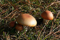 Peach-Colored Fly Agaric (Amanita persicina) Growing under Loblolly Pines (Pinus taeda) in a public park.<br />
https://www.jungledragon.com/image/69470/peach-colored_fly_agaric_amanita_persicina.html<br />
https://www.jungledragon.com/image/69472/peach-colored_fly_agaric_amanita_persicina.html<br />
Frostbitten, waterlogged specimen:<br />
https://www.jungledragon.com/image/69471/peach-colored_fly_agaric_amanita_persicina_-_frostbitten_waterlogged_specimen.html<br />
<br />
Amanita persicina,Fall,Geotagged,Peach-Colored Fly Agaric,United States,amanita,fungi,fungus,mushroom,mushrooms,peach,pink,red