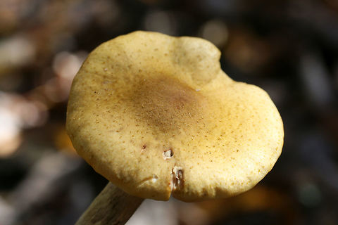 Honey Mushrooms (Armillaria mellea group) Growing under oaks and other hardwoods in a dense mixed forest.
https://www.jungledragon.com/image/69475/honey_mushrooms_armillaria_mellea_group.html
https://www.jungledragon.com/image/69477/honey_mushrooms_armillaria_mellea_group.html Armillaria mellea,Fall,Geotagged,Honey fungus,United States,armillaria,fungi,fungus,honey mushrooms,mushroom,mushrooms,yellow