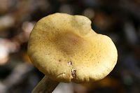 Honey Mushrooms (Armillaria mellea group) Growing under oaks and other hardwoods in a dense mixed forest.<br />
https://www.jungledragon.com/image/69475/honey_mushrooms_armillaria_mellea_group.html<br />
https://www.jungledragon.com/image/69477/honey_mushrooms_armillaria_mellea_group.html Armillaria mellea,Fall,Geotagged,Honey fungus,United States,armillaria,fungi,fungus,honey mushrooms,mushroom,mushrooms,yellow