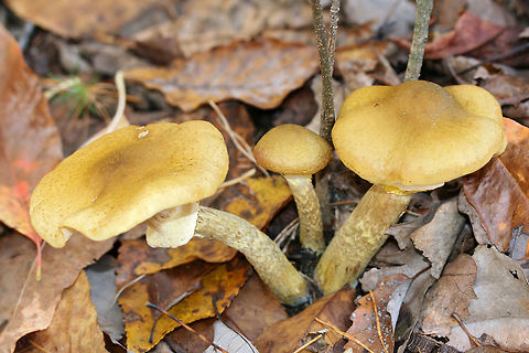 Honey Mushrooms (Armillaria mellea group) Growing under oaks and other hardwoods in a dense mixed forest.
https://www.jungledragon.com/image/69474/honey_mushrooms_armillaria_mellea_group.html
https://www.jungledragon.com/image/69477/honey_mushrooms_armillaria_mellea_group.html
 Armillaria mellea,Fall,Geotagged,Honey fungus,United States,armillaria,fungi,fungus,honey mushrooms,mushroom,mushrooms,yellow