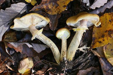 Honey Mushrooms (Armillaria mellea group) Growing under oaks and other hardwoods in a dense mixed forest.
https://www.jungledragon.com/image/69474/honey_mushrooms_armillaria_mellea_group.html
https://www.jungledragon.com/image/69475/honey_mushrooms_armillaria_mellea_group.html
 Armillaria mellea,Fall,Geotagged,Honey fungus,United States,armillaria,fungi,fungus,honey mushrooms,mushroom,mushrooms,yellow