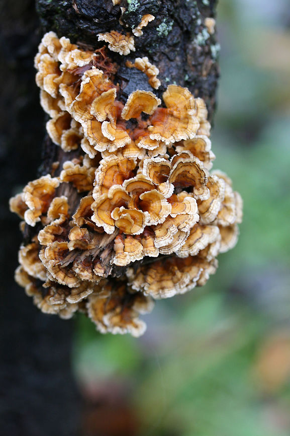 Crowded Parchment (Stereum complicatum) Growing on a fallen Sweetgum (Liquidambar styraciflua) branch in a backyard habitat. Fall,Geotagged,Stereum complicatum,Stereum rameale,United States