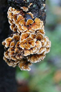 Crowded Parchment (Stereum complicatum) Growing on a fallen Sweetgum (Liquidambar styraciflua) branch in a backyard habitat. Fall,Geotagged,Stereum complicatum,Stereum rameale,United States