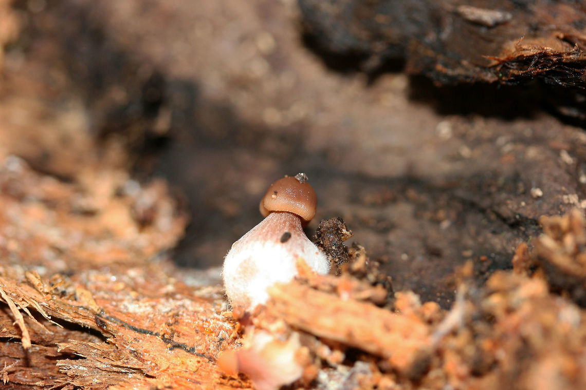 Immature Fungus (possibly Mycena sp.) on Rotting Wood Immature fruiting body growing inside highly rotted wood (likely hardwood) in a dense mixed forest.<br />
<br />
Bases are white, bulbous, and hairy/fuzzy.<br />
<br />
Not sure if an ID is possible at this stage. Fall,Geotagged,United States,chibi,cute,cute mushroom,fungi,fungus,mushroom,mushrooms,mycena,tiny mushroom
