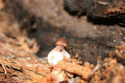 Immature Fungus (possibly Mycena sp.) on Rotting Wood Immature fruiting body growing inside highly rotted wood (likely hardwood) in a dense mixed forest.

Bases are white, bulbous, and hairy/fuzzy.

Not sure if an ID is possible at this stage. Fall,Geotagged,United States,chibi,cute,cute mushroom,fungi,fungus,mushroom,mushrooms,mycena,tiny mushroom