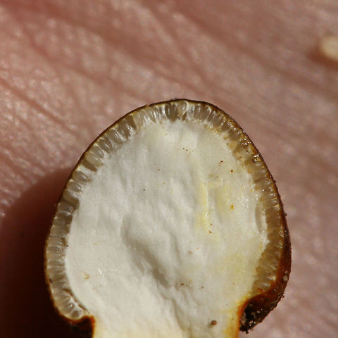 Tolypocladium sp. (possibly T. longisegmentatum or T. capitatum) on Elaphomyces Truffle - Cross-Section of Perithecia Growing in leaf litter (below a pile of rotting hardwoods) in a dense mixed forest in Gordon County, Georgia, US. November 22, 2018. Elaphomyces host is also present.

This cross-section highlights the reproductive structures called perithecia, flask-shaped structures which discharge spores through a pore.

Tolypocladium is a genus found in the Ophiocordycipitaceae family, a family of parastitic fungi. The Tolypocladium genus was once labeled "Elaphocordyceps" but was synonymized with Tolypocladium in 2014. Tolypocladium species parasitize Elaphomyces truffles in particular.
https://www.jungledragon.com/image/69651/tolypocladium_sp._possibly_t._longisegmentatum_or_t._capitatum_on_elaphomyces_truffle.html
https://www.jungledragon.com/image/69650/tolypocladium_sp._possibly_t._longisegmentatum_or_t._capitatum_on_elaphomyces_truffle_-_cross-section.html
https://www.jungledragon.com/image/69649/elaphomyces_truffle_parasitized_by_tolypocladium_sp._-_cross-section.html Fall,Geotagged,United States