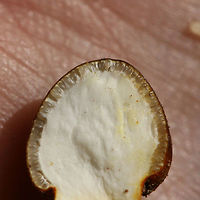 Tolypocladium sp. (possibly T. longisegmentatum or T. capitatum) on Elaphomyces Truffle - Cross-Section of Perithecia Growing in leaf litter (below a pile of rotting hardwoods) in a dense mixed forest in Gordon County, Georgia, US. November 22, 2018. Elaphomyces host is also present.<br />
<br />
This cross-section highlights the reproductive structures called perithecia, flask-shaped structures which discharge spores through a pore.<br />
<br />
Tolypocladium is a genus found in the Ophiocordycipitaceae family, a family of parastitic fungi. The Tolypocladium genus was once labeled "Elaphocordyceps" but was synonymized with Tolypocladium in 2014. Tolypocladium species parasitize Elaphomyces truffles in particular.<br />
https://www.jungledragon.com/image/69651/tolypocladium_sp._possibly_t._longisegmentatum_or_t._capitatum_on_elaphomyces_truffle.html<br />
https://www.jungledragon.com/image/69650/tolypocladium_sp._possibly_t._longisegmentatum_or_t._capitatum_on_elaphomyces_truffle_-_cross-section.html<br />
https://www.jungledragon.com/image/69649/elaphomyces_truffle_parasitized_by_tolypocladium_sp._-_cross-section.html Fall,Geotagged,United States