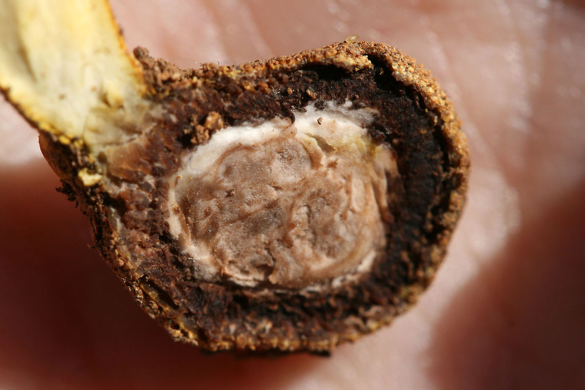 Elaphomyces Truffle Parasitized by Tolypocladium sp. - Cross-Section Tolypocladium sp. (possibly T. longisegmentatum or T. capitatum) on Elaphomyces Truffle - Cross-Section<br />
<br />
Growing in leaf litter (below a pile of rotting hardwoods) in a dense mixed forest in Gordon County, Georgia, US. November 22, 2018. Elaphomyces host is also present.<br />
<br />
Tolypocladium is a genus found in the Ophiocordycipitaceae family, a family of parastitic fungi. The Tolypocladium genus was once labeled "Elaphocordyceps" but was synonymized with Tolypocladium in 2014. Tolypocladium species parasitize Elaphomyces truffles in particular.<br />
<figure class="photo"><a href="https://www.jungledragon.com/image/69651/tolypocladium_sp._possibly_t._longisegmentatum_or_t._capitatum_on_elaphomyces_truffle.html" title="Tolypocladium sp. (possibly T. longisegmentatum or T. capitatum) on Elaphomyces Truffle"><img src="https://s3.amazonaws.com/media.jungledragon.com/images/3231/69651_thumb.jpg?AWSAccessKeyId=05GMT0V3GWVNE7GGM1R2&Expires=1759968010&Signature=1XXF9hnViiXTXSOGnWSgiErwnzU%3D" width="126" height="152" alt="Tolypocladium sp. (possibly T. longisegmentatum or T. capitatum) on Elaphomyces Truffle Growing in leaf litter (below a pile of rotting hardwoods) in a dense mixed forest in Gordon County, Georgia, US. November 22, 2018. Elaphomyces host is also present.<br />
<br />
Tolypocladium is a genus found in the Ophiocordycipitaceae family, a family of parastitic fungi. The Tolypocladium genus was once labeled "Elaphocordyceps" but was synonymized with Tolypocladium in 2014. Tolypocladium species parasitize Elaphomyces truffles in particular.<br />
https://www.jungledragon.com/image/69648/tolypocladium_sp._possibly_t._longisegmentatum_or_t._capitatum_on_elaphomyces_truffle_-_cross-section_of_perithecia.html<br />
https://www.jungledragon.com/image/69650/tolypocladium_sp._possibly_t._longisegmentatum_or_t._capitatum_on_elaphomyces_truffle_-_cross-section.html<br />
https://www.jungledragon.com/image/69649/elaphomyces_truffle_parasitized_by_tolypocladium_sp._-_cross-section.html Fall,Geotagged,United States" /></a></figure><br />
<figure class="photo"><a href="https://www.jungledragon.com/image/69648/tolypocladium_sp._possibly_t._longisegmentatum_or_t._capitatum_on_elaphomyces_truffle_-_cross-section_of_perithecia.html" title="Tolypocladium sp. (possibly T. longisegmentatum or T. capitatum) on Elaphomyces Truffle - Cross-Section of Perithecia"><img src="https://s3.amazonaws.com/media.jungledragon.com/images/3231/69648_thumb.jpg?AWSAccessKeyId=05GMT0V3GWVNE7GGM1R2&Expires=1759968010&Signature=BAW0PRMBhN2UuoaITzsk%2F%2FrsyDY%3D" width="200" height="200" alt="Tolypocladium sp. (possibly T. longisegmentatum or T. capitatum) on Elaphomyces Truffle - Cross-Section of Perithecia Growing in leaf litter (below a pile of rotting hardwoods) in a dense mixed forest in Gordon County, Georgia, US. November 22, 2018. Elaphomyces host is also present.<br />
<br />
This cross-section highlights the reproductive structures called perithecia, flask-shaped structures which discharge spores through a pore.<br />
<br />
Tolypocladium is a genus found in the Ophiocordycipitaceae family, a family of parastitic fungi. The Tolypocladium genus was once labeled "Elaphocordyceps" but was synonymized with Tolypocladium in 2014. Tolypocladium species parasitize Elaphomyces truffles in particular.<br />
https://www.jungledragon.com/image/69651/tolypocladium_sp._possibly_t._longisegmentatum_or_t._capitatum_on_elaphomyces_truffle.html<br />
https://www.jungledragon.com/image/69650/tolypocladium_sp._possibly_t._longisegmentatum_or_t._capitatum_on_elaphomyces_truffle_-_cross-section.html<br />
https://www.jungledragon.com/image/69649/elaphomyces_truffle_parasitized_by_tolypocladium_sp._-_cross-section.html Fall,Geotagged,United States" /></a></figure><br />
<figure class="photo"><a href="https://www.jungledragon.com/image/69650/tolypocladium_sp._possibly_t._longisegmentatum_or_t._capitatum_on_elaphomyces_truffle_-_cross-section.html" title="Tolypocladium sp. (possibly T. longisegmentatum or T. capitatum) on Elaphomyces Truffle - Cross-Section"><img src="https://s3.amazonaws.com/media.jungledragon.com/images/3231/69650_thumb.jpg?AWSAccessKeyId=05GMT0V3GWVNE7GGM1R2&Expires=1759968010&Signature=Upx4K7ouY8w1S4oPE1KQkjT7lxU%3D" width="200" height="134" alt="Tolypocladium sp. (possibly T. longisegmentatum or T. capitatum) on Elaphomyces Truffle - Cross-Section Growing in leaf litter (below a pile of rotting hardwoods) in a dense mixed forest in Gordon County, Georgia, US. November 22, 2018. Elaphomyces host is also present.<br />
<br />
Tolypocladium is a genus found in the Ophiocordycipitaceae family, a family of parastitic fungi. The Tolypocladium genus was once labeled "Elaphocordyceps" but was synonymized with Tolypocladium in 2014. Tolypocladium species parasitize Elaphomyces truffles in particular.<br />
https://www.jungledragon.com/image/69651/tolypocladium_sp._possibly_t._longisegmentatum_or_t._capitatum_on_elaphomyces_truffle.html<br />
https://www.jungledragon.com/image/69648/tolypocladium_sp._possibly_t._longisegmentatum_or_t._capitatum_on_elaphomyces_truffle_-_cross-section_of_perithecia.html<br />
https://www.jungledragon.com/image/69649/elaphomyces_truffle_parasitized_by_tolypocladium_sp._-_cross-section.html Fall,Geotagged,United States" /></a></figure> Fall,Geotagged