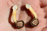 Tolypocladium sp. (possibly T. longisegmentatum or T. capitatum) on Elaphomyces Truffle - Cross-Section Growing in leaf litter (below a pile of rotting hardwoods) in a dense mixed forest in Gordon County, Georgia, US. November 22, 2018. Elaphomyces host is also present.<br />
<br />
Tolypocladium is a genus found in the Ophiocordycipitaceae family, a family of parastitic fungi. The Tolypocladium genus was once labeled "Elaphocordyceps" but was synonymized with Tolypocladium in 2014. Tolypocladium species parasitize Elaphomyces truffles in particular.<br />
https://www.jungledragon.com/image/69651/tolypocladium_sp._possibly_t._longisegmentatum_or_t._capitatum_on_elaphomyces_truffle.html<br />
https://www.jungledragon.com/image/69648/tolypocladium_sp._possibly_t._longisegmentatum_or_t._capitatum_on_elaphomyces_truffle_-_cross-section_of_perithecia.html<br />
https://www.jungledragon.com/image/69649/elaphomyces_truffle_parasitized_by_tolypocladium_sp._-_cross-section.html Fall,Geotagged,United States