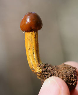 Tolypocladium sp. (possibly T. longisegmentatum or T. capitatum) on Elaphomyces Truffle Growing in leaf litter (below a pile of rotting hardwoods) in a dense mixed forest in Gordon County, Georgia, US. November 22, 2018. Elaphomyces host is also present.

Tolypocladium is a genus found in the Ophiocordycipitaceae family, a family of parastitic fungi. The Tolypocladium genus was once labeled "Elaphocordyceps" but was synonymized with Tolypocladium in 2014. Tolypocladium species parasitize Elaphomyces truffles in particular.
https://www.jungledragon.com/image/69648/tolypocladium_sp._possibly_t._longisegmentatum_or_t._capitatum_on_elaphomyces_truffle_-_cross-section_of_perithecia.html
https://www.jungledragon.com/image/69650/tolypocladium_sp._possibly_t._longisegmentatum_or_t._capitatum_on_elaphomyces_truffle_-_cross-section.html
https://www.jungledragon.com/image/69649/elaphomyces_truffle_parasitized_by_tolypocladium_sp._-_cross-section.html Fall,Geotagged,United States