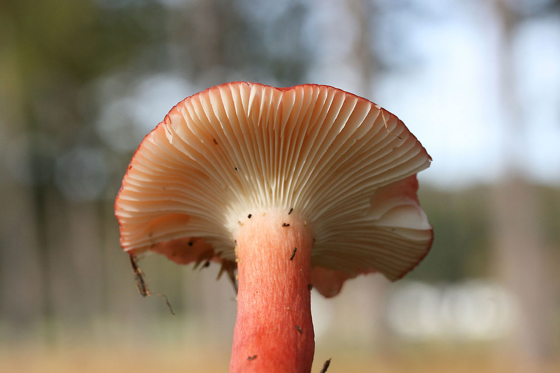 Red Russula (perhaps Russula sanguinea?) Cap "skin" peels back about 1/3 of the way to center. <br />
Growing under loblolly pines in a grassy area of a public park.<br />
<figure class="photo"><a href="https://www.jungledragon.com/image/69710/red_russula_perhaps_russula_sanguinea.html" title="Red Russula (perhaps Russula sanguinea?)"><img src="https://s3.amazonaws.com/media.jungledragon.com/images/3231/69710_thumb.jpg?AWSAccessKeyId=05GMT0V3GWVNE7GGM1R2&Expires=1763596810&Signature=inifI9PNedQnAU5zoe5k7WYjKKo%3D" width="200" height="134" alt="Red Russula (perhaps Russula sanguinea?) Cap "skin" peels back about 1/3 of the way to center. <br />
Growing under loblolly pines in a grassy area of a public park.<br />
https://www.jungledragon.com/image/69709/red_russula_perhaps_russula_sanguinea.html<br />
https://www.jungledragon.com/image/69708/red_russula_perhaps_russula_sanguinea.html Fall,Geotagged,United States" /></a></figure><br />
<figure class="photo"><a href="https://www.jungledragon.com/image/69709/red_russula_perhaps_russula_sanguinea.html" title="Red Russula (perhaps Russula sanguinea?)"><img src="https://s3.amazonaws.com/media.jungledragon.com/images/3231/69709_thumb.jpg?AWSAccessKeyId=05GMT0V3GWVNE7GGM1R2&Expires=1763596810&Signature=%2BUQkvWveHuJ7tBcrrgXpAeYxweg%3D" width="200" height="134" alt="Red Russula (perhaps Russula sanguinea?) Cap "skin" peels back about 1/3 of the way to center. <br />
Growing under loblolly pines in a grassy area of a public park.<br />
https://www.jungledragon.com/image/69710/red_russula_perhaps_russula_sanguinea.html<br />
https://www.jungledragon.com/image/69708/red_russula_perhaps_russula_sanguinea.html Fall,Geotagged,United States" /></a></figure> Fall,Geotagged,United States
