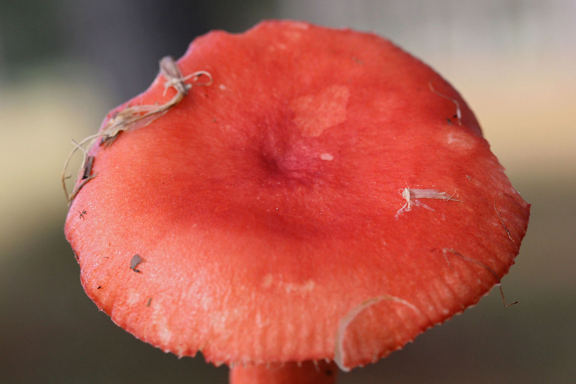 Red Russula (perhaps Russula sanguinea?) Cap &quot;skin&quot; peels back about 1/3 of the way to center. <br />
Growing under loblolly pines in a grassy area of a public park.<br />
<figure class="photo"><a href="https://www.jungledragon.com/image/69710/red_russula_perhaps_russula_sanguinea.html" title="Red Russula (perhaps Russula sanguinea?)"><img src="https://s3.amazonaws.com/media.jungledragon.com/images/3231/69710_thumb.jpg?AWSAccessKeyId=05GMT0V3GWVNE7GGM1R2&Expires=1759968010&Signature=QhvuH6AWS41rVempqBg2MCMuSeM%3D" width="200" height="134" alt="Red Russula (perhaps Russula sanguinea?) Cap &quot;skin&quot; peels back about 1/3 of the way to center. <br />
Growing under loblolly pines in a grassy area of a public park.<br />
https://www.jungledragon.com/image/69709/red_russula_perhaps_russula_sanguinea.html<br />
https://www.jungledragon.com/image/69708/red_russula_perhaps_russula_sanguinea.html Fall,Geotagged,United States" /></a></figure><br />
<figure class="photo"><a href="https://www.jungledragon.com/image/69708/red_russula_perhaps_russula_sanguinea.html" title="Red Russula (perhaps Russula sanguinea?)"><img src="https://s3.amazonaws.com/media.jungledragon.com/images/3231/69708_thumb.jpg?AWSAccessKeyId=05GMT0V3GWVNE7GGM1R2&Expires=1759968010&Signature=GL0LQnjYQS9cWNrWpNHCs95hc0I%3D" width="200" height="134" alt="Red Russula (perhaps Russula sanguinea?) Cap &quot;skin&quot; peels back about 1/3 of the way to center. <br />
Growing under loblolly pines in a grassy area of a public park.<br />
https://www.jungledragon.com/image/69710/red_russula_perhaps_russula_sanguinea.html<br />
https://www.jungledragon.com/image/69709/red_russula_perhaps_russula_sanguinea.html Fall,Geotagged,United States" /></a></figure> Fall,Geotagged,United States